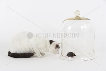 Cat in front of a mouse under a glassy bell