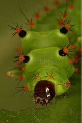 Actias caterpillar devouring a leaf in a private breeding