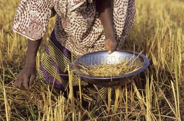 Woman gleaning rise after harvest Banankoroni village Mali