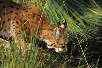 Boreal lynx drinking in captivity in Germany