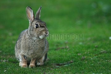 Wild Rabbit sitting in the grass Britain France