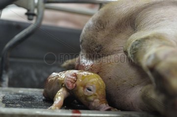 Birth of Landrace Pig in stall Breeding Industry