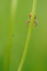 Spider behind the stem of an herbaceous plant Normandie