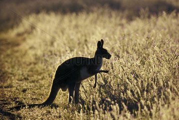 Eastern Grey Kangaroo searching food Warrumbungle NP
