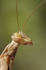 Portrait of a female Praying mantis France