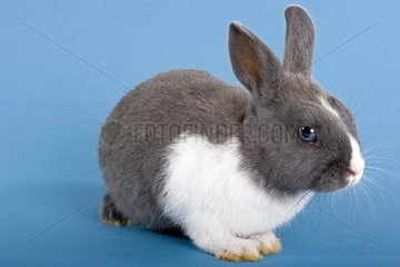 Gray and white dwarf rabbit on blue plain bottom