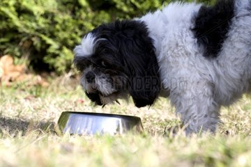 Small dog eating in its mess tin in a garden