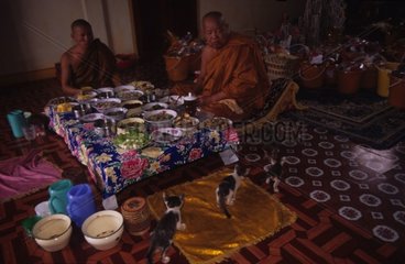 Kätzchen  die in Laos Mönchen um Essen betteln