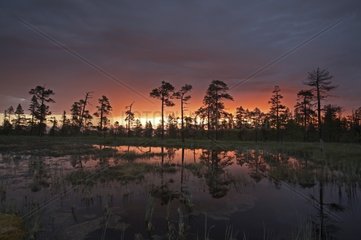 Sunrise on a peat bog of Fulufjaellet NP Sweden