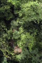 View of primary forest on the volcano Tenorio Costa Rica