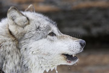 Portrait of a Gray wolf wet to USA