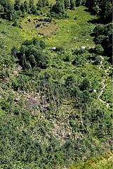 Air shot of a beech forest damaged by an avalanche