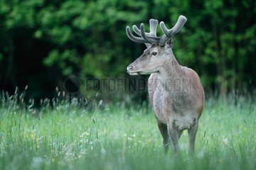 Red deer with antlers in velvet Belgian Ardennes