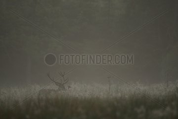 Red deer with antlers in velvet Belgian Ardennes