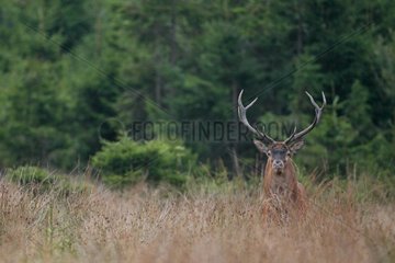 Red deer in the Belgian Ardennes