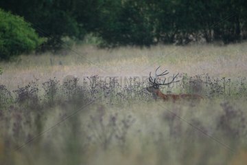 Red deer in velvet in the Belgian Ardennes