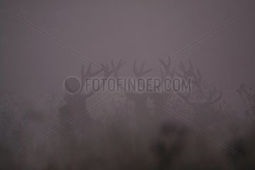 Red deer in velvet in the mist Belgian Ardennes