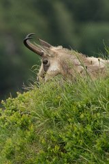 Northern Chamois on the Hohneck in the Vosges France