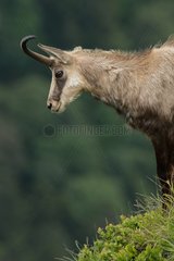 Northern Chamois on the Hohneck in the Vosges France
