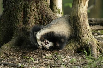 Eurasian Badgers playing in the Belgian Ardennes