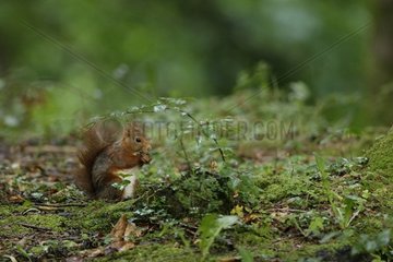 Eurasian Red Squirrel feeding undergrowth Auvergne France