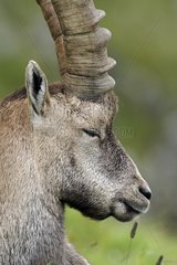Alpine Ibex dozing Vanoise NP France