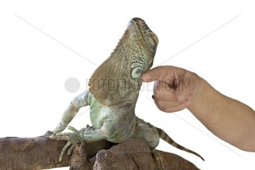 Main d'homme caressant le cou d'un iguane