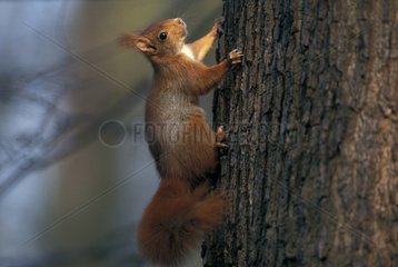Red squirrel climbing up a tree France