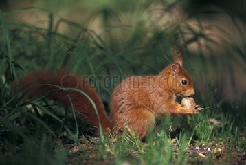 Portrait of Eurasian Red Squirrel eating a dried fruit