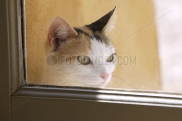 2 Jahre alte Katze aus dem Fenster schaut
