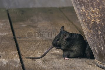 Common house mouse grooming in an attic France