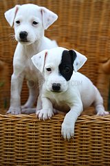 Young Jack Russell terrier sitting in a wicker chair France