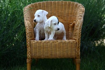 Young Jack Russell terrier sitting in a wicker chair France