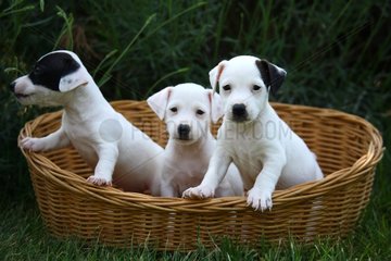 Young Jack Russell terrier sitting in a wicker basket