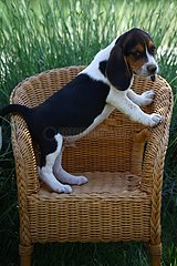 Beagle standing in a wicker chair