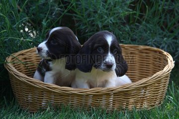 Puppies sitting in a wicker basket