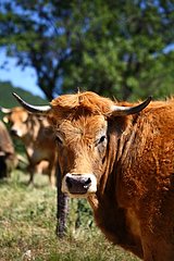 Portrait of Aubrac Cow in meadow France