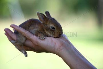 Rabbit in the hand of a woman Provence France