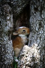 Rabbit in the crook of a tree Provence France