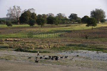 Herdsman with his Goats in the countryside of Uttar Pradesh