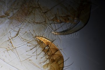 Venom hooks of Cross orbweaver under microscope