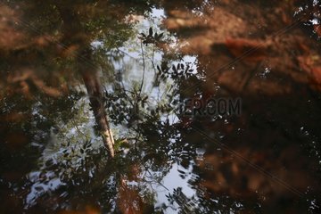 Reflections in the water in a swampy rainforest