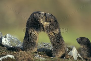 Two Alpine Marmots erect face-to-face Vanoise France