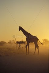 Giraffe at sunset in savanna Namibia