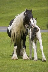 Black and white piebald mare and her young foal Moors UK