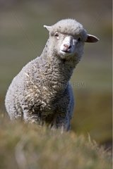 Portrait of a Lamb Falklands