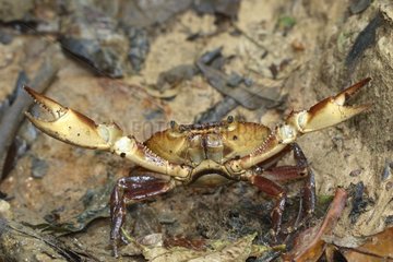 Crab in defense attitude Ometepe Island Nicaragua