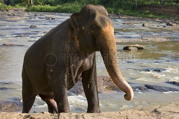 Inländischer asiatischer Elefant am Fluss Sri Lanka