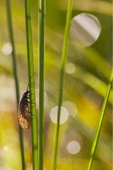Alderfly on a twig France