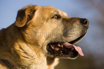 Brown dog gasping portrait